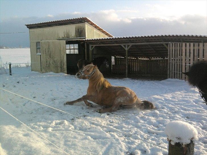 Anden særlig race spencer billede 11