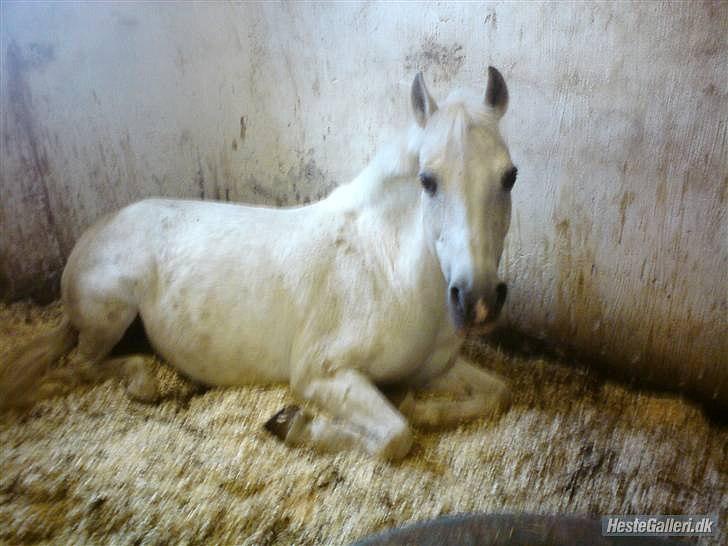 Anden særlig race Simba (part) - with out you im nothing, with you im som thing, together we are every thing taget af Anja k billede 17