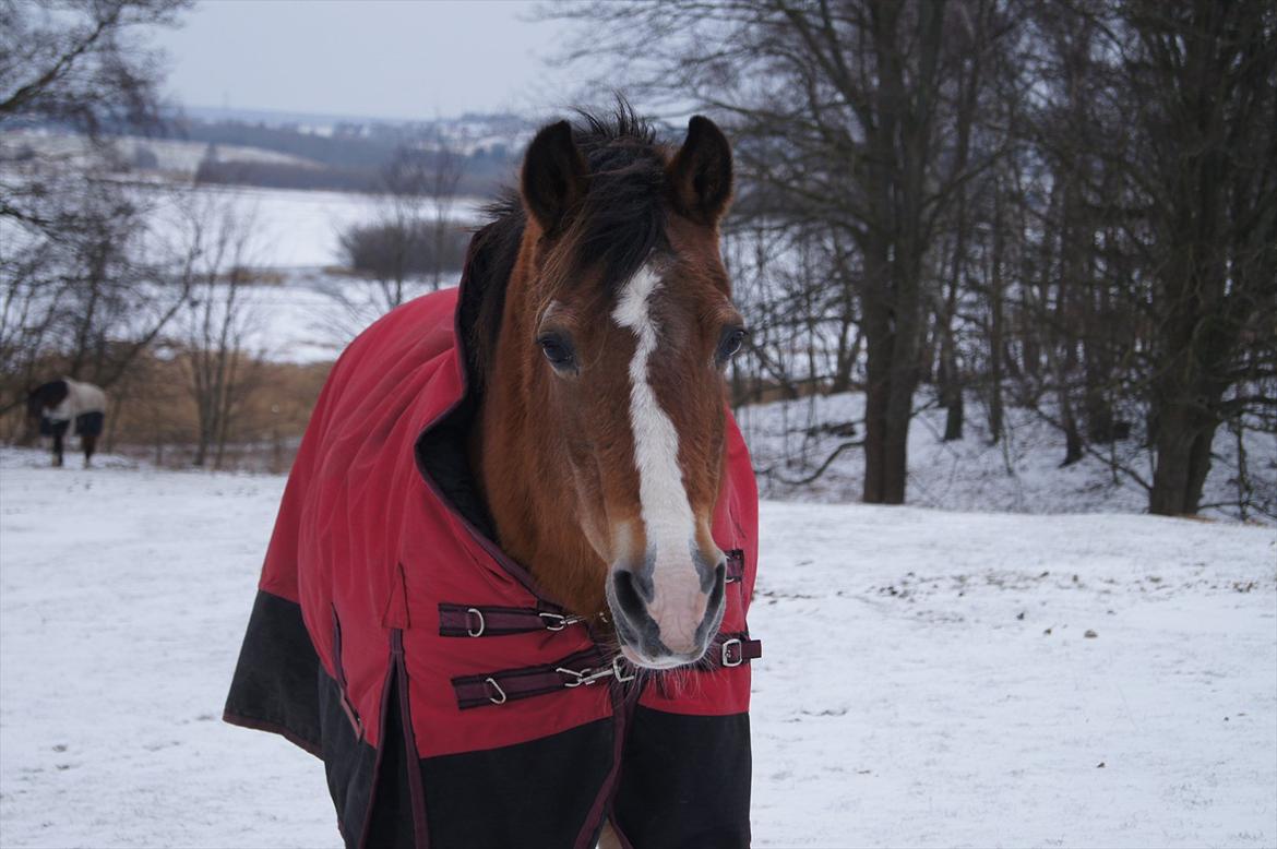 Welsh Cob (sec D) Greta (Passer) - Smukkeeee! <3
~Foto~ mig. billede 19
