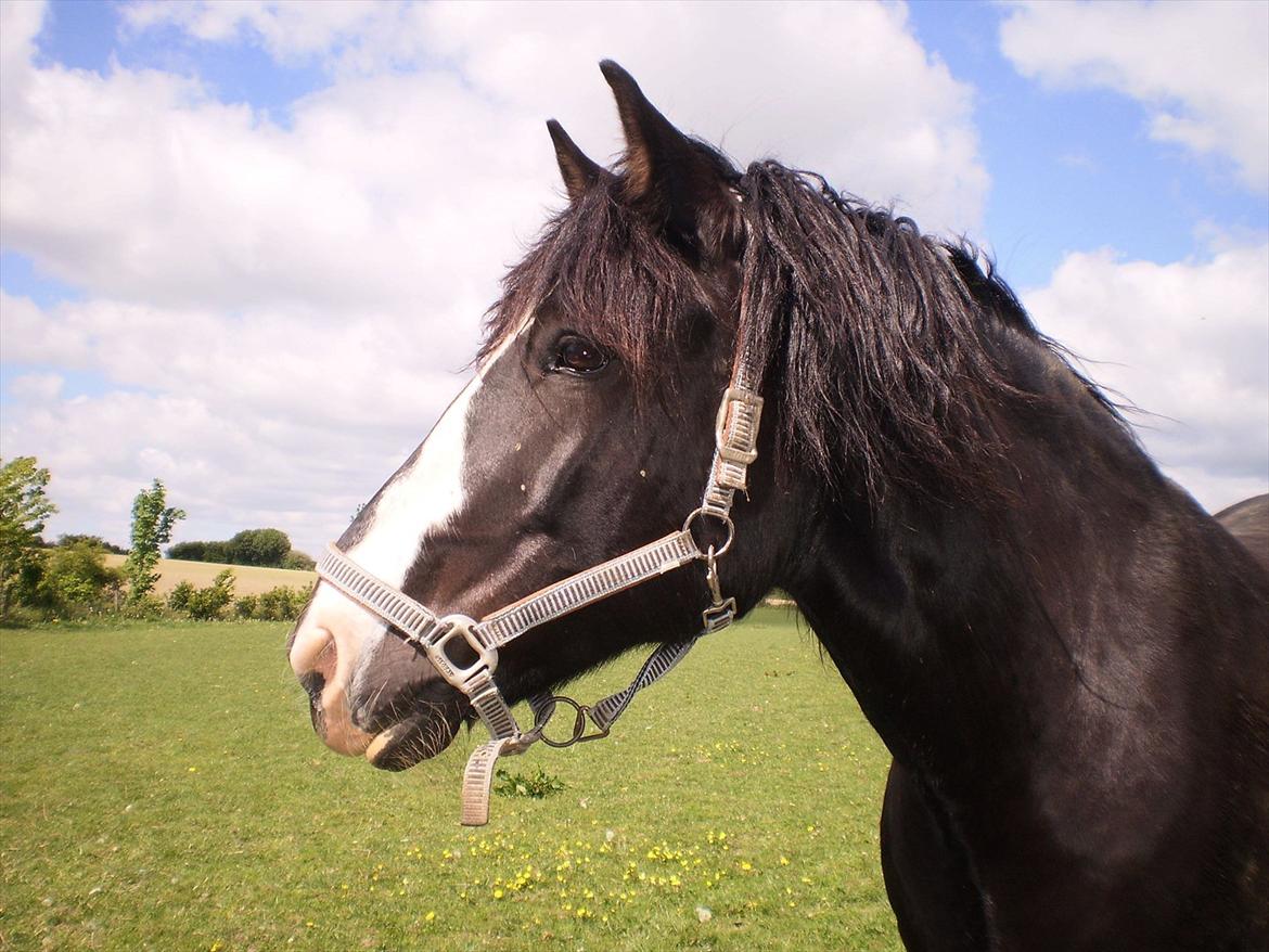 Koldblodstraver Aladin - Himmelhest - Velkommen til Aladins profil
Billedet er lånt af gamle ejer billede 1