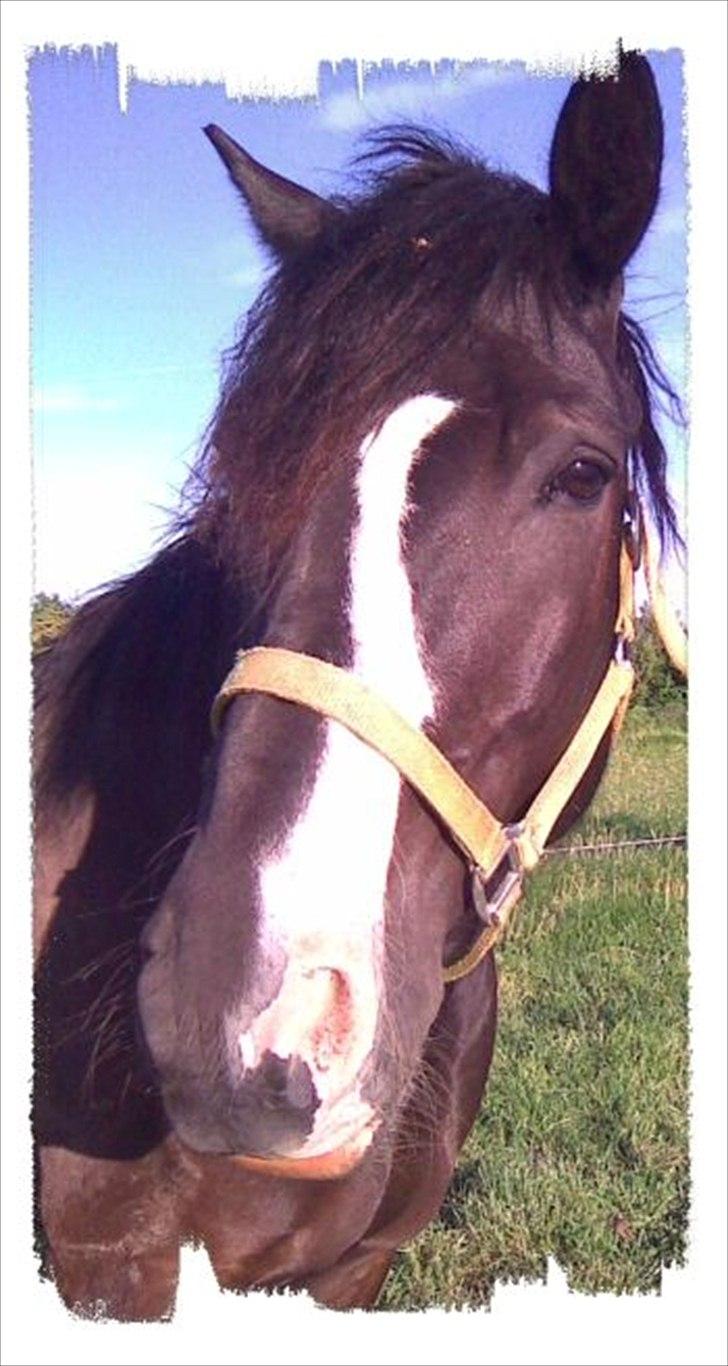 Koldblodstraver Aladin - Himmelhest - billede lånt af gamle ejer billede 3