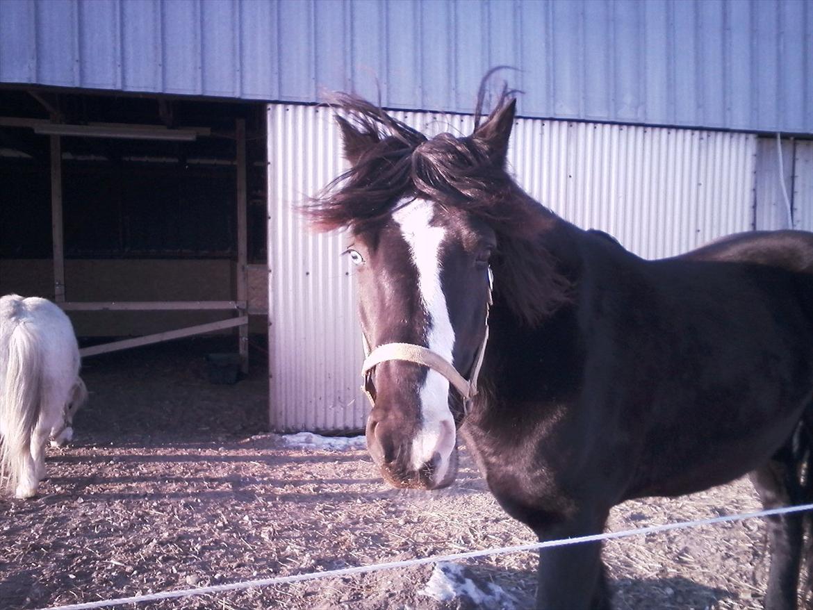 Koldblodstraver Aladin - Himmelhest billede 4