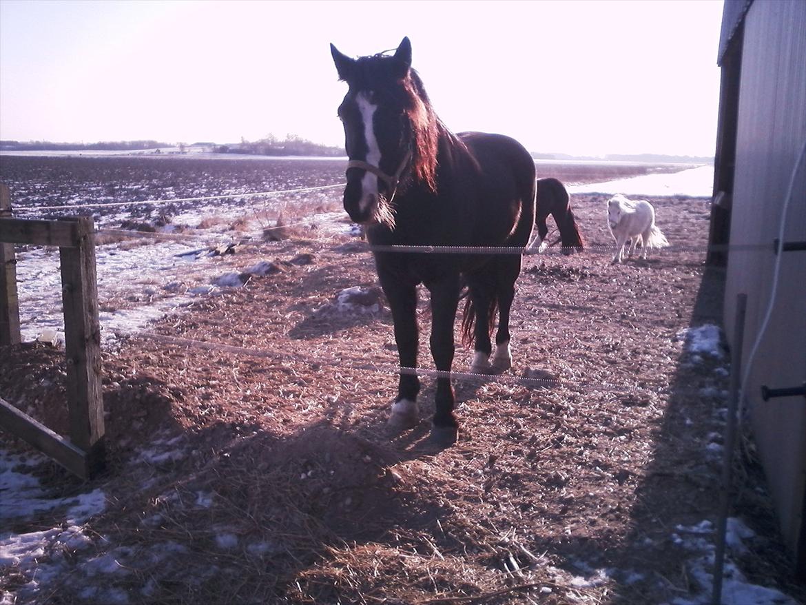 Koldblodstraver Aladin - Himmelhest billede 5