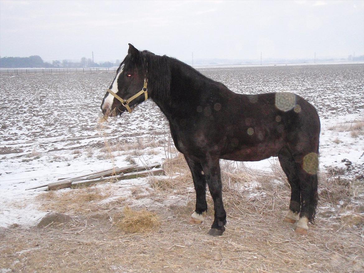 Koldblodstraver Aladin - Himmelhest billede 6