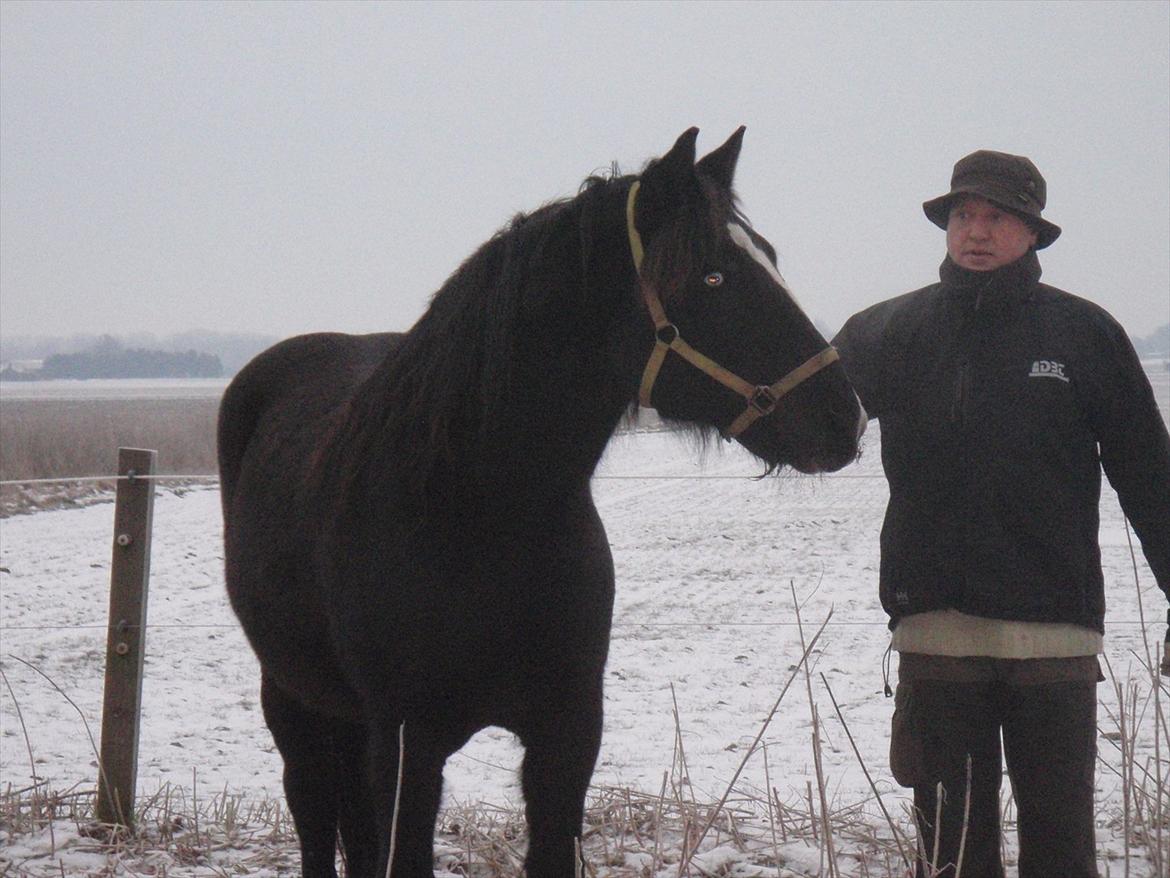 Koldblodstraver Aladin - Himmelhest - Aladin er netop ankommet og får en rundvisning på folden af min kæreste før han bliver sluppet løs billede 7