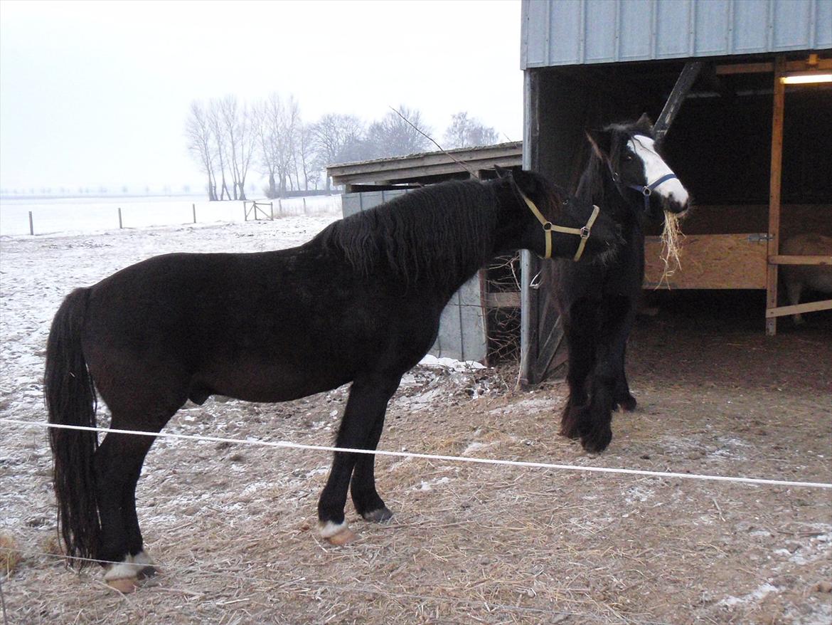 Koldblodstraver Aladin - Himmelhest - Hilser lige på Maxi billede 8