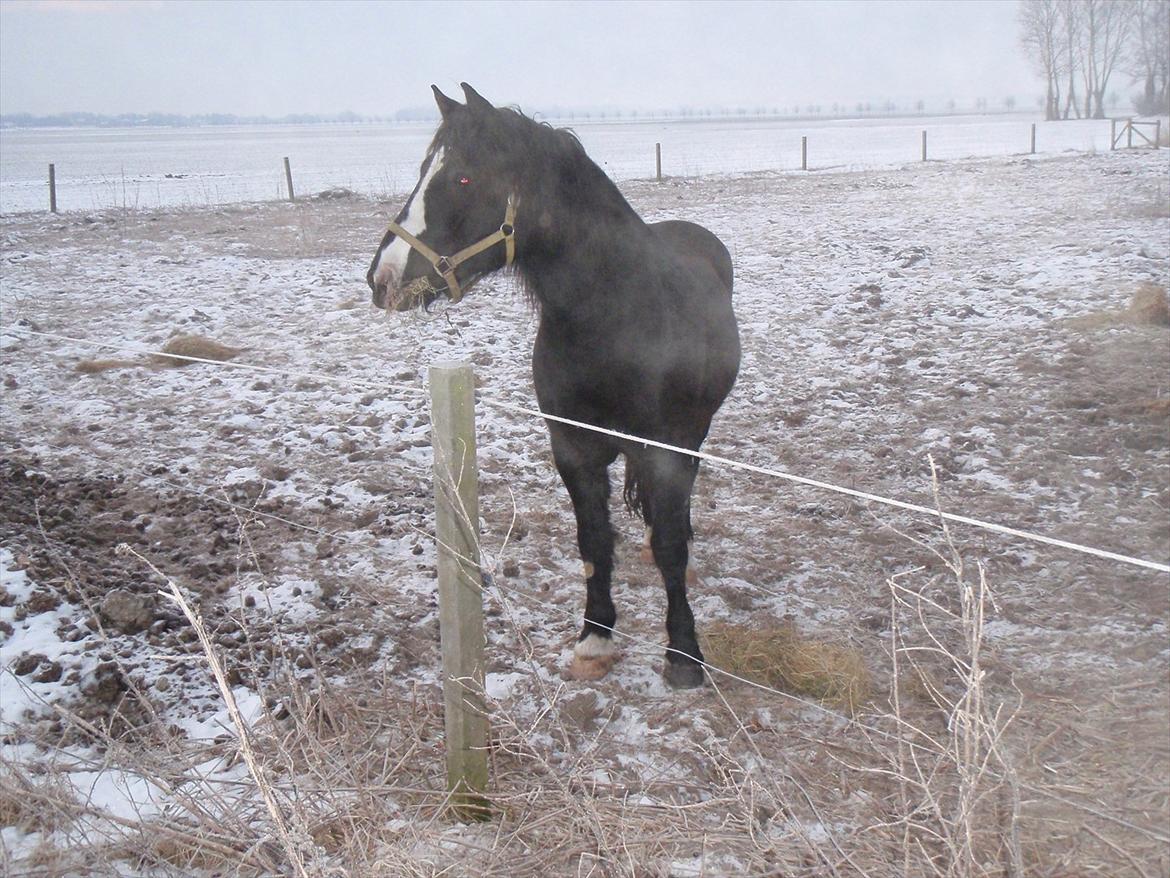 Koldblodstraver Aladin - Himmelhest billede 9