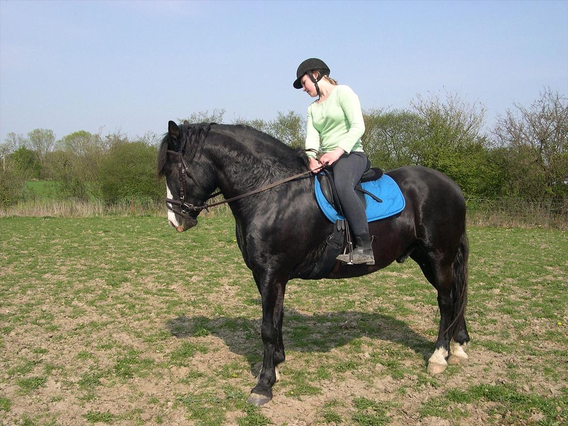 Koldblodstraver Aladin - Himmelhest - Billede lånt af gamle ejer billede 10