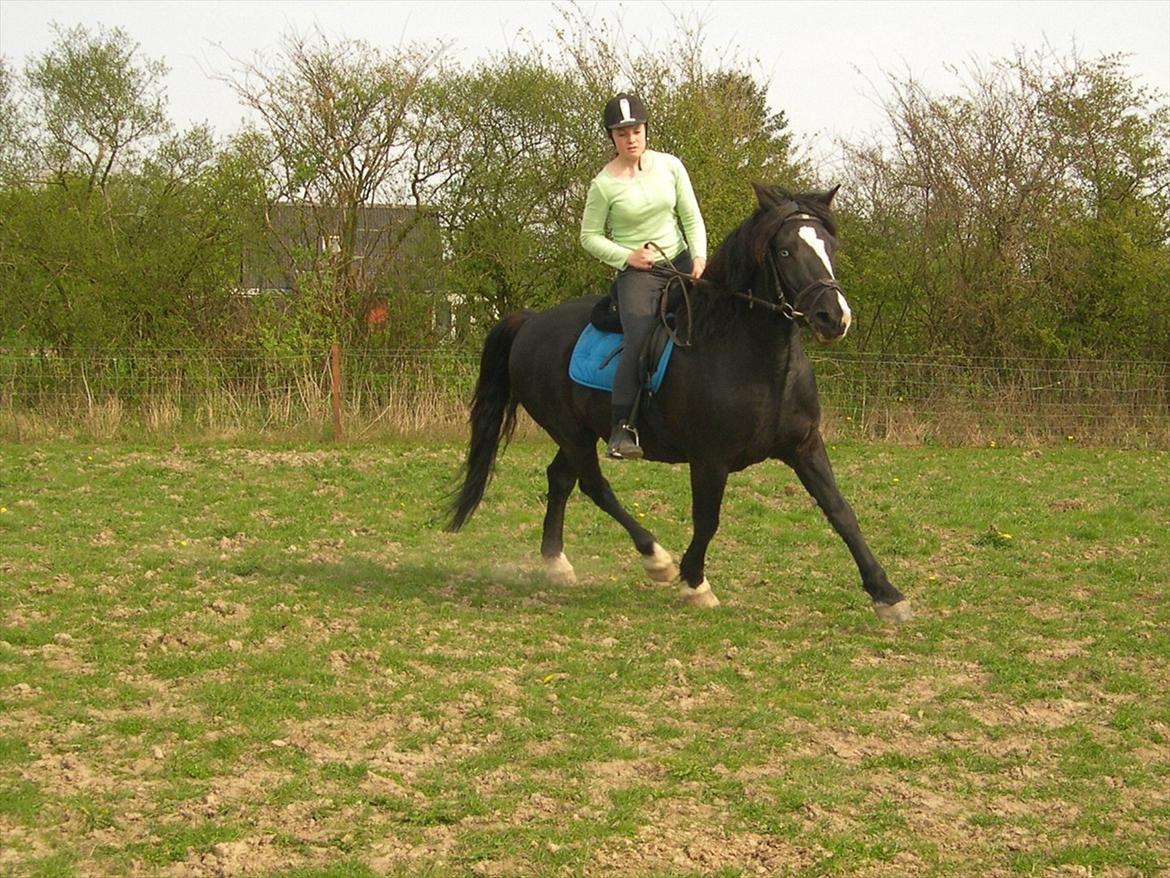Koldblodstraver Aladin - Himmelhest - Billede lånt af gamle ejer billede 11