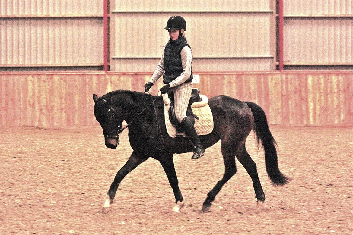 DSP | Vasehøjs Kasira | - Jan. 2012
 billede 14