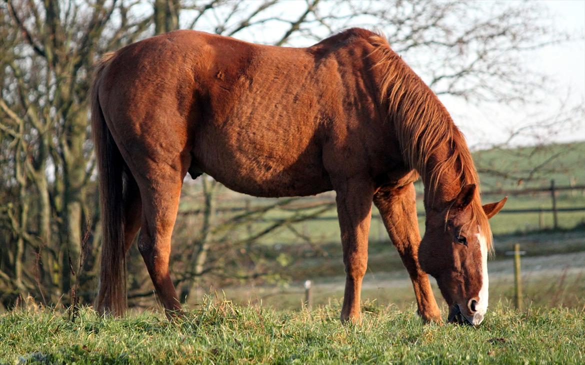 Dansk Varmblod POSEIDON - Foto - Mig billede 14