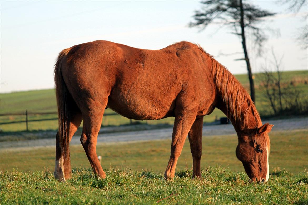 Dansk Varmblod POSEIDON - Foto - Mig billede 15