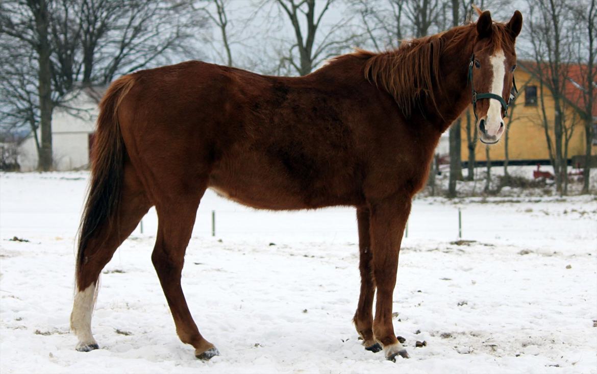 Dansk Varmblod POSEIDON - 08/02 - 2012: Foto - Mig billede 16