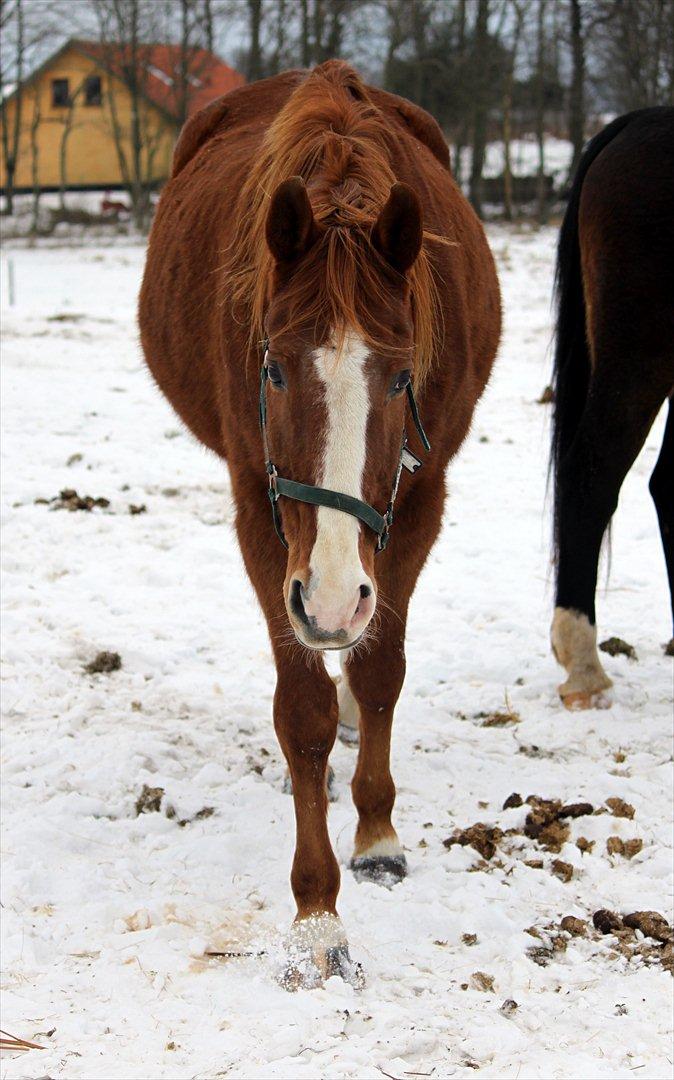 Dansk Varmblod POSEIDON - 08/02 - 2012: Foto - Mig billede 17