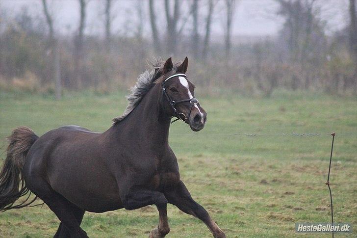 Welsh Cob (sec D) Bogensø's Queen - >> Young, Wild and Free! << billede 3