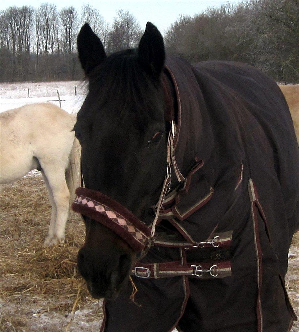 Traver Exposito Attack - Feb. 2012. billede 17