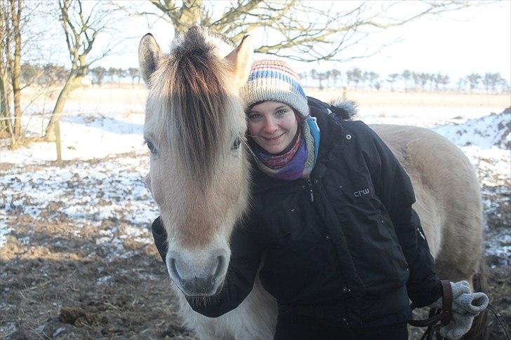 Fjordhest Lucas billede 1
