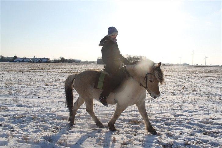 Fjordhest Lucas billede 20