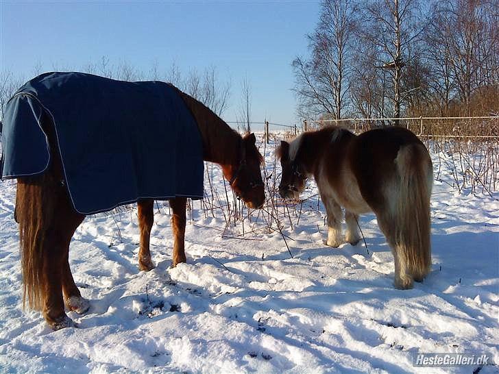 Shetlænder ~ Solsikkens Bastian ~ - Bastian sammen med min hyppe Rosa <3 billede 14