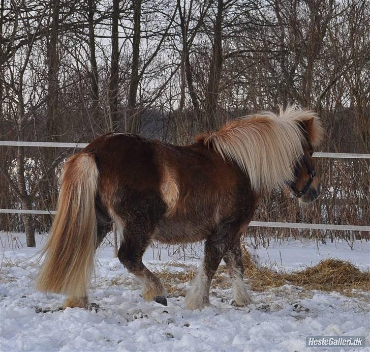 Shetlænder ~ Solsikkens Bastian ~ - EN BESKIDT BASSE :i billede 7