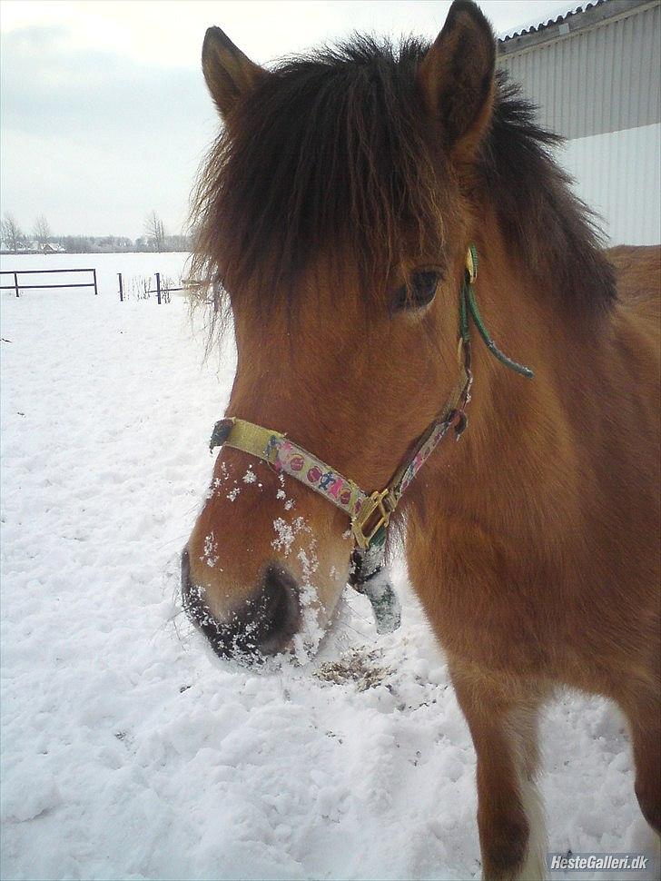 Anden særlig race Vanilla - Da Vanilla var en lille baaaaaby <3 Foto: Rika billede 19