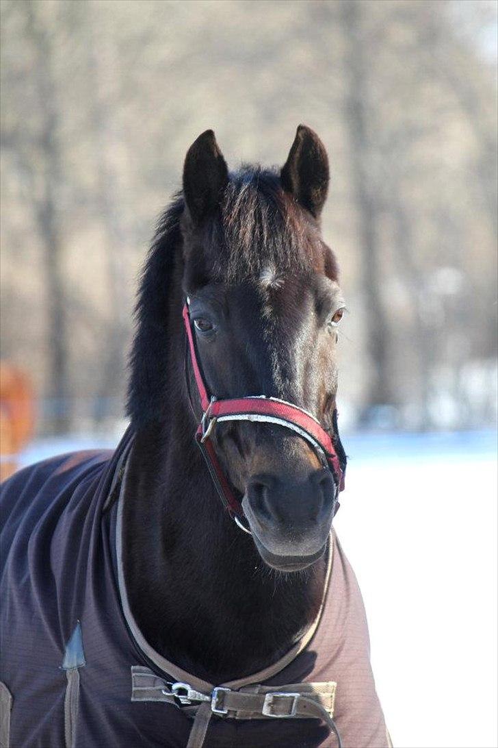 Hollandsk Sportspony Egano. - Der findes mange smukke ansigter, men kun et som dit. <3 Love you min prins. 
- Taget af CHS PHOTO. billede 2