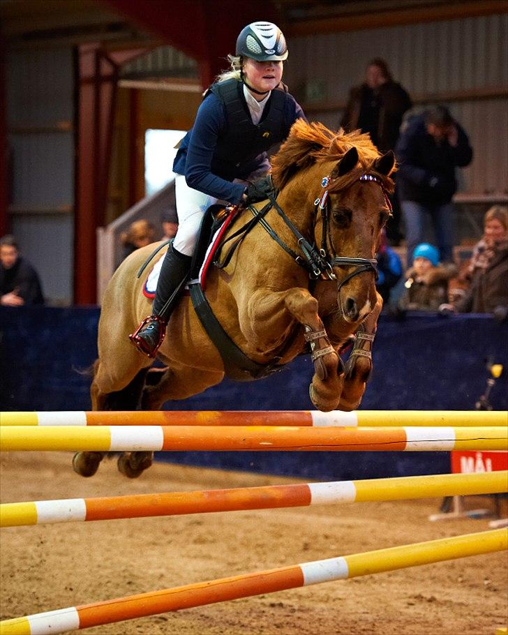 DSP Flying Rex - 4) B-stævne på Hillerød Sportsrideklub, MB*, Februar 2012. FOTO: Animal-print-dk billede 4