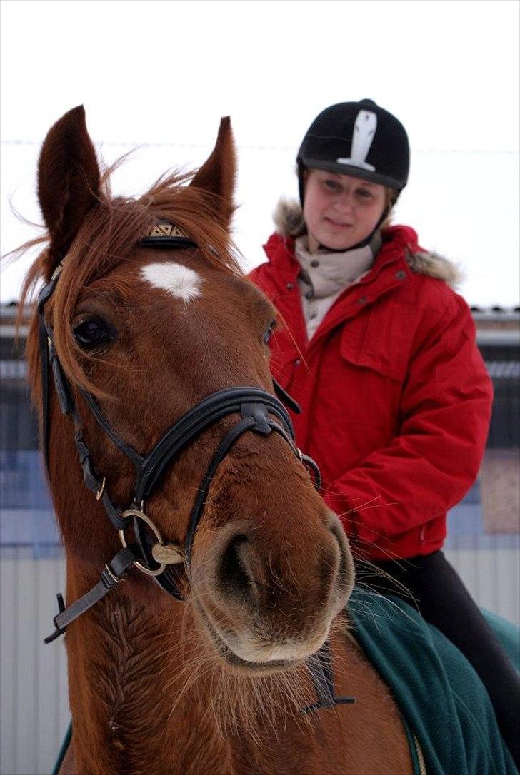 Dansk Varmblod Triton Oliver billede 13