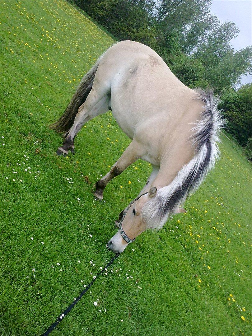 Fjordhest Lille Søgaards Rex billede 1
