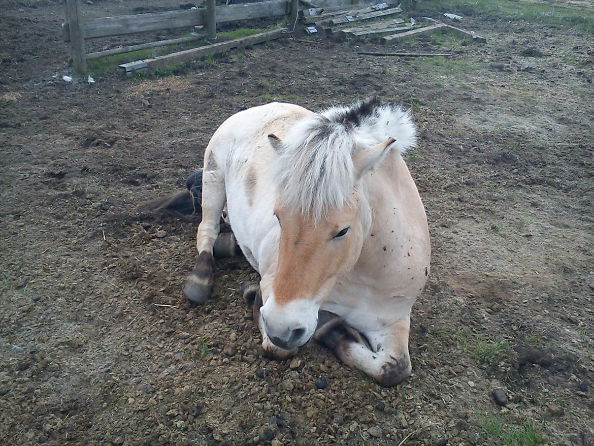 Fjordhest Lille Søgaards Rex billede 2