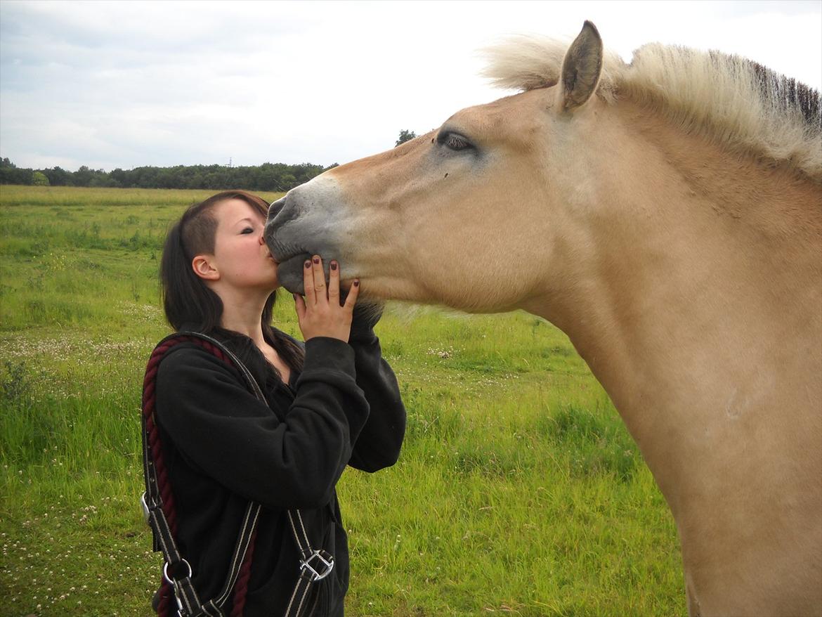 Fjordhest Lille Søgaards Rex billede 3
