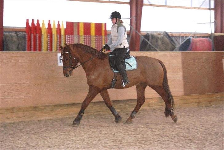 Dansk Varmblod Triton Oliver billede 15