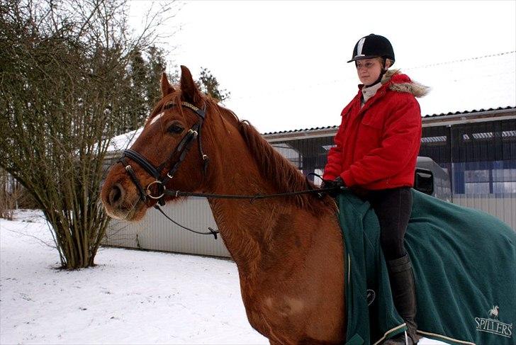 Dansk Varmblod Triton Oliver billede 17