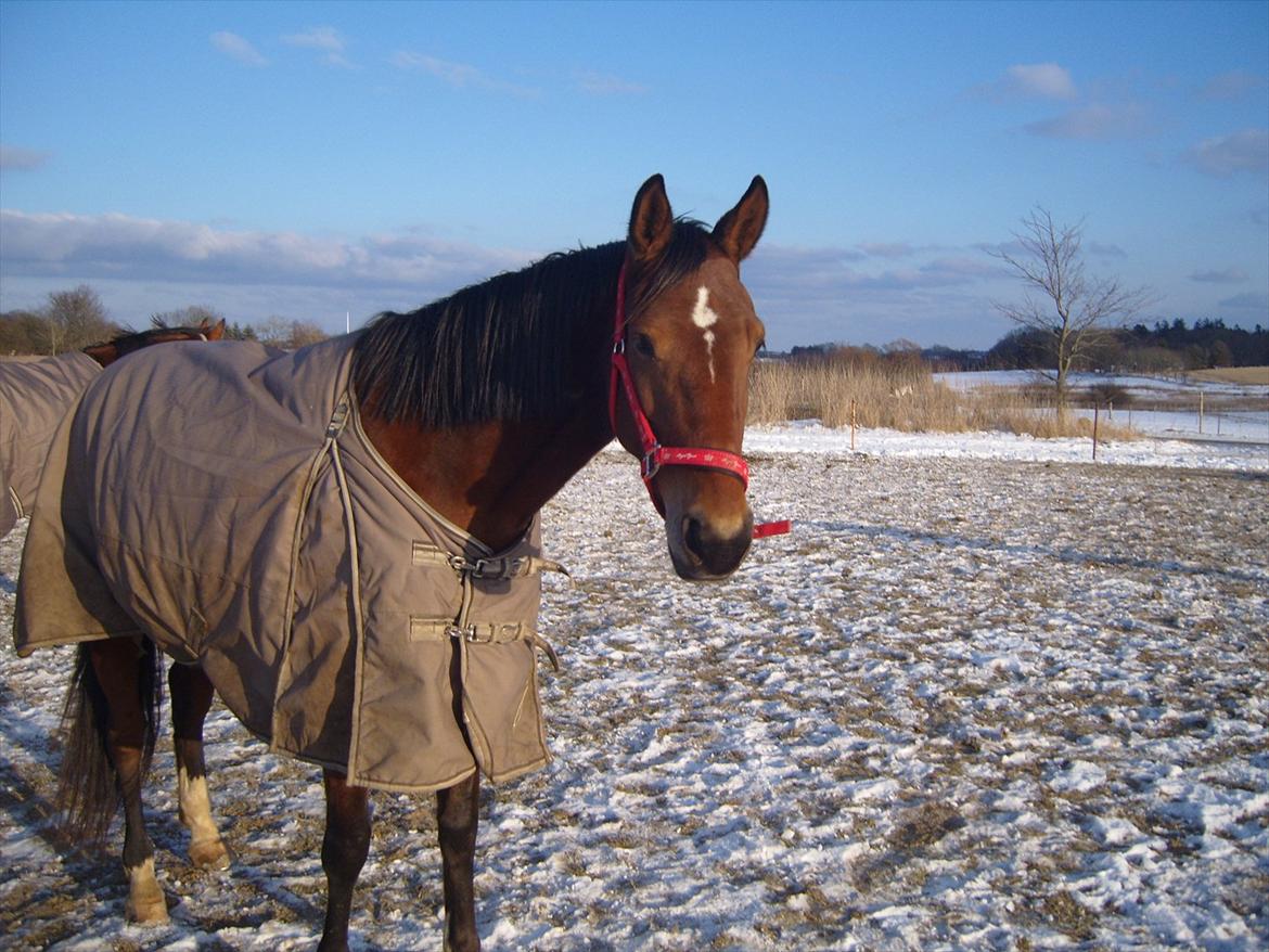 Traver Openminded (Tøsen) - Tøsen på fold <3 billede 18