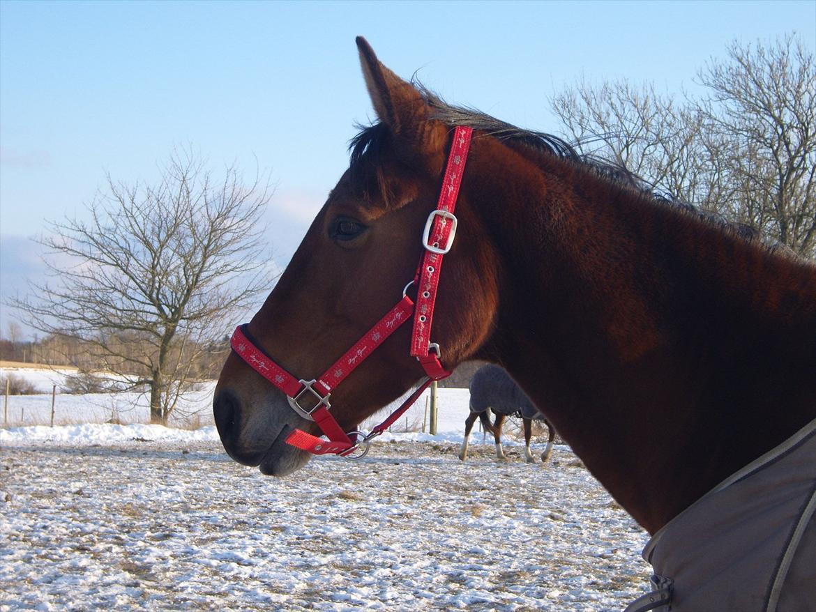 Traver Openminded (Tøsen) - Den smukke tøsen <3 billede 19