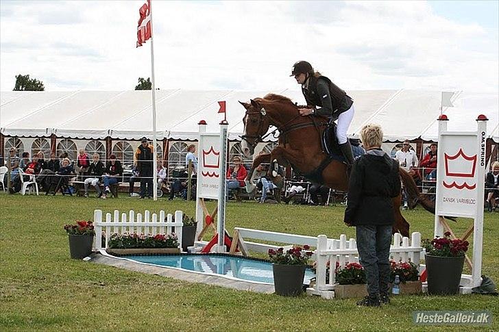 Irsk Sportspony Jim's Flight - A pony - Her til Dm for hold 2011, med gamle ejer.  billede 3