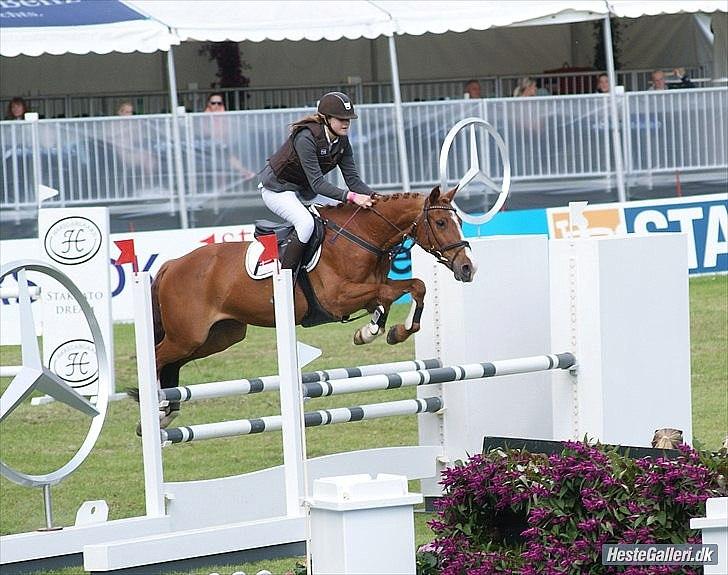 Irsk Sportspony Jim's Flight - A pony - Til stævne i parken, med gamle ejer.  billede 8