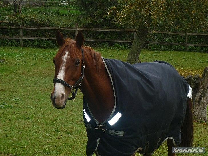 Irsk Sportspony Jim's Flight - A pony billede 4