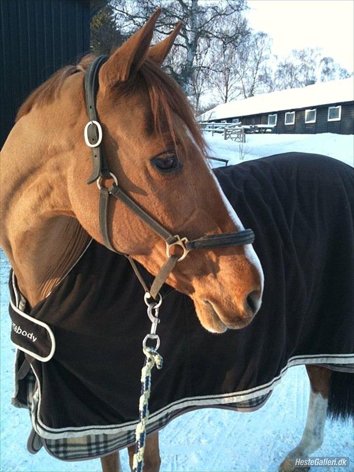 Irsk Sportspony Jim's Flight - A pony billede 5