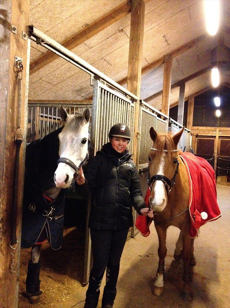 Irsk Sportspony Jim's Flight - A pony - De 2 stjerner <3 billede 6