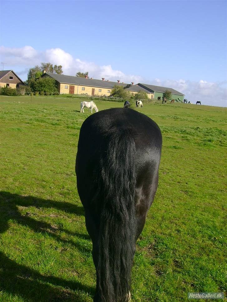 Oldenborg Hr. Lakrids - Kris-røv <3 billede 13