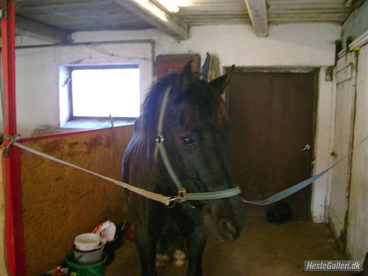 Oldenborg Hr. Lakrids - I LOVE IT <3 billede 14