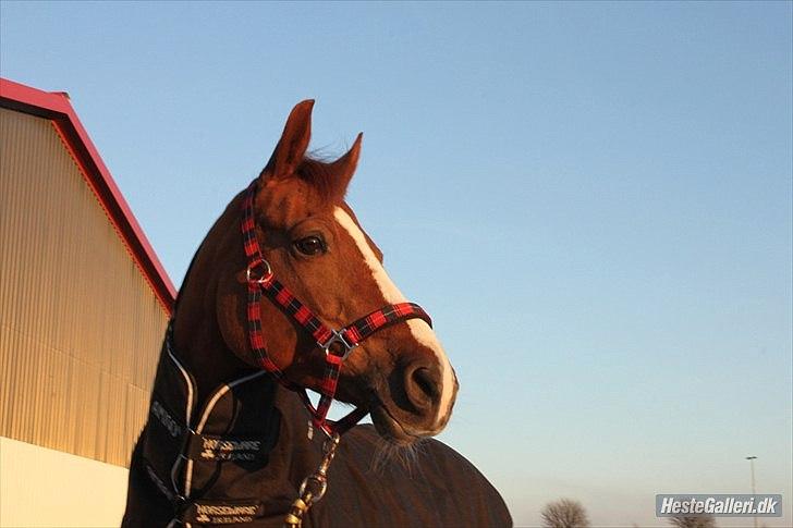 Tysk Sportspony Erf Montana*A-PONY* - Min Og kun Min<3<3 Foto:Freja:-) billede 5