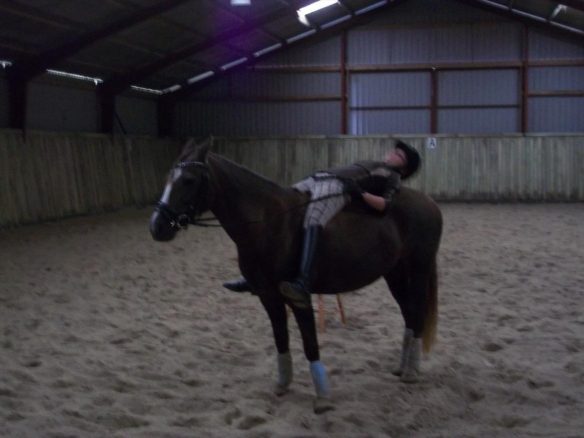 New Forest Siggegårdens Madonna solgt  - jeg stoler 200% på dig.<3 billede 5