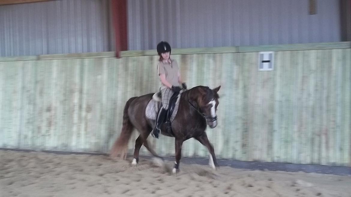 New Forest Siggegårdens Madonna solgt  billede 7