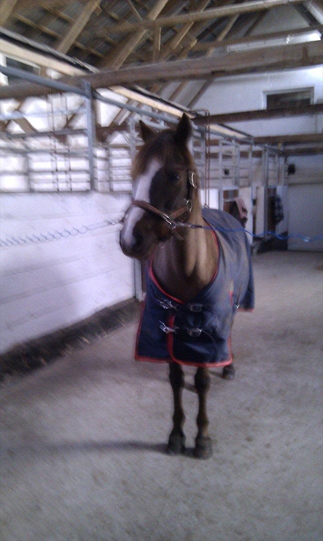 New Forest Siggegårdens Madonna solgt  billede 8