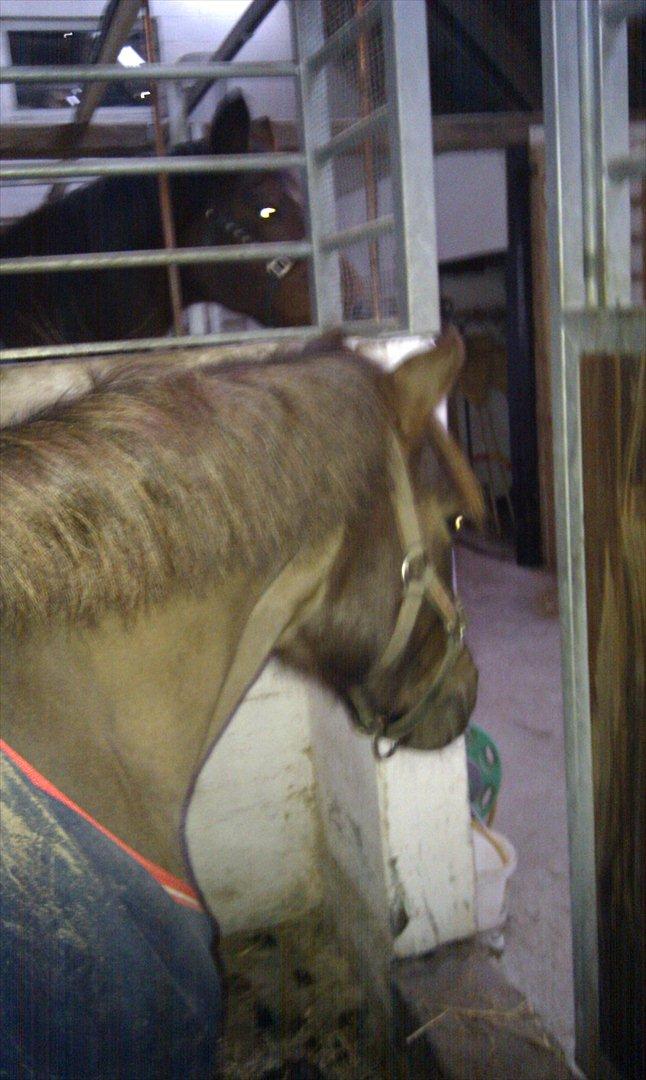 New Forest Siggegårdens Madonna solgt  billede 9