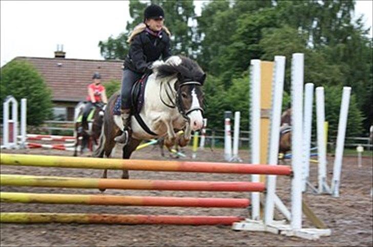 Anden særlig race Plet...<33 - Højde springning på ridelerjer i odense billede 8