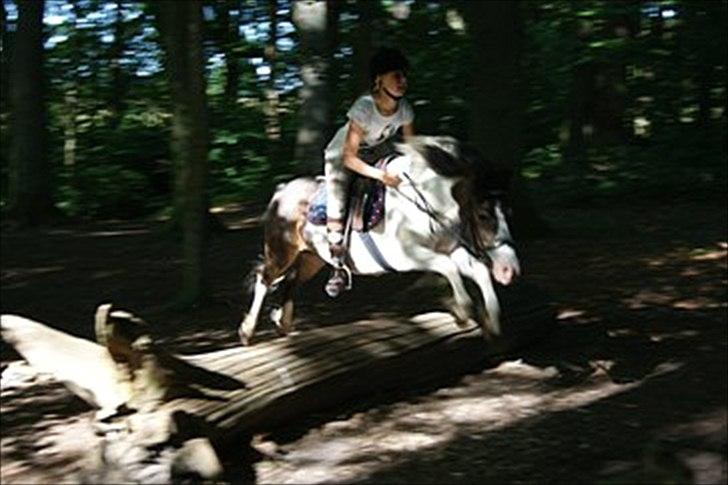 Anden særlig race Plet...<33 - Ridelerjer hos Anne Forsberg billede 12