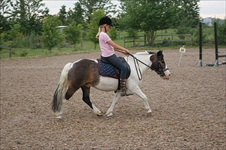 Anden særlig race Plet...<33 - Dressur, ridelerjer ved Anne Forsberg billede 13